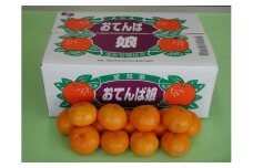 【G0190】【期間限定】蒲郡みかん「おてんば娘」約５kg