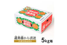 【G0356】【期間限定】蒲郡温室みかん ５kg（秀品）