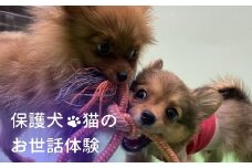 20-30_動物病院で保護された犬猫のお世話体験｜ 保護犬 保護猫 ペット ドックラン 子ども 子供 体験 チケット 1人分 小学生 愛知 岐阜 自由研究 学習 道徳 犬 猫 お世話