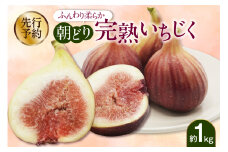 【先行予約】ふんわり柔らか朝どり完熟いちじく