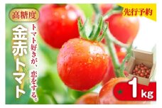 【先行予約】【2025年12月頃から順次発送】トマト好きが、恋をする。　1kg　金赤トマトミニ 野菜 新鮮野菜 夏野菜 旬野菜 生野菜 ミニトマト プチトマト フルーツ トマト 国産 味が濃い 濃厚 高糖度 甘い ビタミンC リコピン お弁当 サラダ マリネ 前菜 お取り寄せ 特産品 愛知県 常滑市