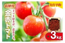 【先行予約】【2025年12月頃から順次発送】トマト好きが、恋をする。　3kg　金赤トマトミニ 野菜 新鮮野菜 夏野菜 旬野菜 生野菜 ミニトマト プチトマト フルーツ トマト 国産 味が濃い 濃厚 高糖度 甘い ビタミンC リコピン お弁当 サラダ マリネ 前菜 お取り寄せ 特産品 愛知県 常滑市