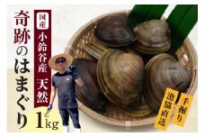 【奇跡のはまぐり】小鈴谷産天然はまぐり1kg