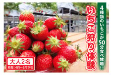4種類のいちごが50分食べ放題！！いちご狩り体験（4月～5月下旬）大人2名