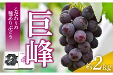 こだわりの種あり巨峰　約2kg 2026年先行予約（2026年発送分）ぶどう 