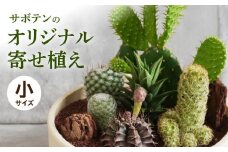 サボテンのオリジナル寄せ植え（小）［ 本格サボテン 産地直送 インテリア ギフト プレゼント オシャレ かわいい 人気 多肉植物 ］
