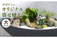 サボテンのオリジナル寄せ植え（大）［ 本格サボテン 産地直送 インテリア ギフト プレゼント オシャレ かわいい 人気 多肉植物 ］