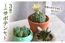 ミニ サボテン セット（3種）［ 本格サボテン 産地直送 インテリア ギフト プレゼント オシャレ かわいい 人気 多肉植物 おすすめ おまかせ ］