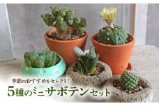 ミニ サボテン セット（5種）［ 本格サボテン 産地直送 インテリア ギフト プレゼント オシャレ かわいい 人気 多肉植物 おすすめ おまかせ ］
