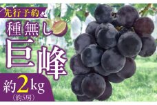 種無し巨峰 約2kg（約5房） 2025年 先行予約 種なしぶどう