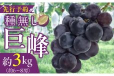 種無し巨峰 約3kg（約6～8房） 2025年 先行予約 種なしぶどう