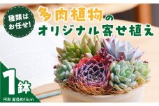 【佳花園】多肉植物のオリジナル寄せ植え