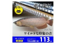 一瞬で綺麗に魅せる!金龍の青を最大限に強調する水中LEDライト|AK120-EX
