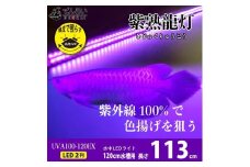 紫外線100%LEDで紅龍・金龍の色彩を引出す水中ライト|UVA100-120EX