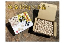 銀杏 祖父江のぎんなん 1kg ( 500g × 2箱 ) 大粒 光田農園