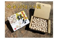 銀杏 祖父江のぎんなん 2kg ( 500g × 4箱 ) 大粒 光田農園