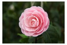 ☆椿名花「淡乙女」5号鉢開花見込み苗