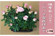 ミニバラ盆栽仕立て　6号鉢　頒布会１２か月　年12回のお届け（ひと月一鉢）