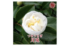 最新椿「月兎-つきうさぎ-」5号鉢開花見込み苗