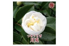 最新椿「月兎-つきうさぎ-」5号鉢開花見込み苗