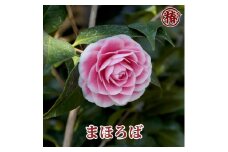 椿　新花「まほろば」5号鉢開花見込み苗
