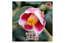 ☆椿名花「玉之浦」5号鉢開花見込み苗