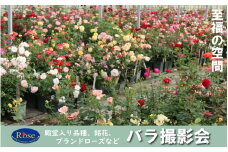 1,000品種ものバラに囲まれる　バラ写真撮影会1回券