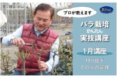 プロが教えるバラ栽培実技講座【1月：切り接ぎ・その後の管理】