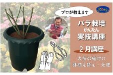 プロが教えるバラ栽培実技講座【2月：大苗の植付け・鉢植え替え・元肥】