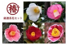椿苗　美しく咲く厳選茶花品種5種セット