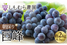 ★2025年7月下旬より順次発送★朝採り巨峰（4～5房入り）