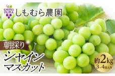 ★2025年7月下旬より順次発送★朝採りシャインマスカット（3～4房入り）