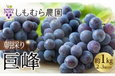 ★2025年7月下旬より順次発送★朝採り巨峰（2～3房入り）