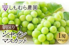 ★2025年7月下旬より順次発送★朝採りシャインマスカット1房（650g以上）