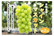 ★お届けは2026年8月から！★産地直送 シャインマスカット約２キロ入り