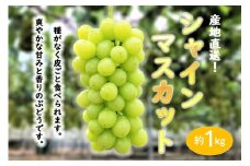 ★お届けは2025年8月から！★ 産地直送 シャインマスカット約1キロ入り