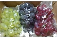 ★お届けは2025年8月から！★ 3種のぶどう詰め合わせ