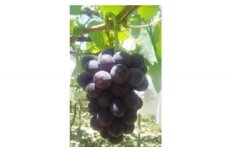 先行予約《2023年8月発送》朝採り直送！大人気の品種！ジューシーで食べやすい「種なし巨峰」２kg