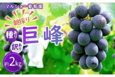 【2025年先行予約・数量限定】朝採り 巨峰「種あり」 訳あり品 約２kg＜2025年8月中旬～発送＞