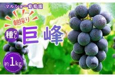 【2025年先行予約・数量限定】朝採り 巨峰「種なし」 約１kg＜2025年8月中旬～発送＞