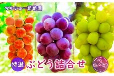 【2025年先行予約・数量限定】園主おまかせ特選ぶどう詰合せ 約２kg  (当園栽培16品種の中より厳選) ＜2025年8月中旬～発送＞