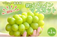 【2025年先行予約・数量限定】朝採り シャインマスカット 訳あり品 約１kg＜2025年8月中旬～発送＞