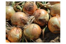 ［数量限定・5~7月発送］ あいち伝統野菜「知多３号タマネギ」（4Kg以上・約5～9玉）