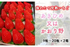 先行予約・数量限定！ 採れたて完熟いちご あきひめ又はかおり野 9粒～20粒×2箱