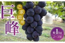 【ご家庭用・数量限定】 巨峰（種あり）約1kg 〔2025年8月上旬より順次発送〕