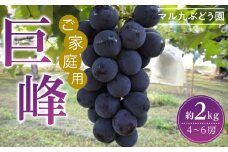 巨峰 種あり 約2kg 4～6房 愛知県 大府市 名産品 ぶどう 糖度高く 濃厚 人気 おすすめ 家庭用 先行予約 数量限定 期間限定 果物 フルーツ 冷蔵 楽天ふるさと納税 【8月中旬より順次発送】