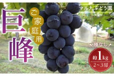 【ご家庭用・数量限定】 巨峰（種なし）約1kg 〔2025年8月上旬より順次発送〕