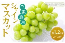 【ご家庭用・数量限定】 シャインマスカット 約1.2kg 〔2025年8月中旬より順次発送〕