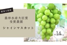 【先行予約2025年8月頃発送】大府市産　シャインマスカット1.4kg(2～3房入）