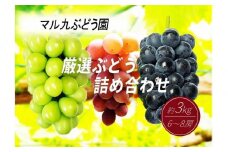 【数量限定】 厳選ぶどう 詰め合わせセット 約3kg 〔2025年8月中旬より順次発送〕